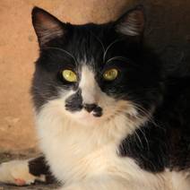 Obálka Oliverova dobrodružství