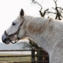 Obálka Černý jezdec, bílý kůň