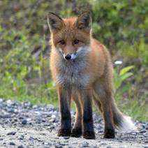 Obálka Liščí pohádka