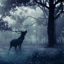 Obálka Nejčernější les