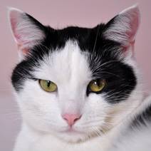 Obálka O splněných přáních