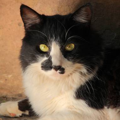 Audiokniha Oliverova dobrodružství - Dagmar Langová, Jan Holík