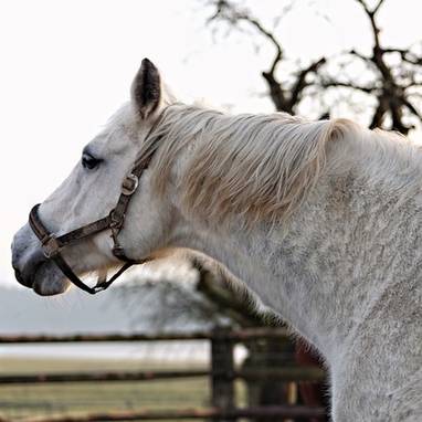 Audiokniha Černý jezdec, bílý kůň - Pavel Rímský., Ivan Gübel, Simona Stašová, Zdenička Tichá, Milan Slabihoud, Věra Kubánková, Věra Hučínová, Karel Pospíšil, Tomáš Juřička, Antonín Hardt, Eduard Pavlíček, Miriam Kantorková, Josef Somr, Karel Šiktanc