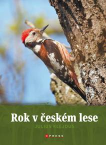 Obálka Rok v českém lese